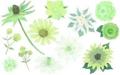 グリーンフラワーのイラストセット