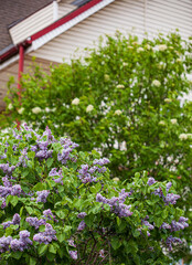 lilac tree in the garden