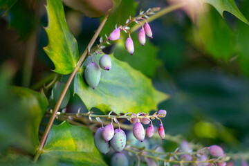 Beale's Mahonia plant with fruits