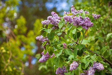 lilac tree in the garden