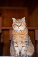 Cat on the refrigerator bottom view, the cat looks down from the evening, the striped cat climbed upstairs. Funny beautiful striped cat with big eyes hid on cupboard