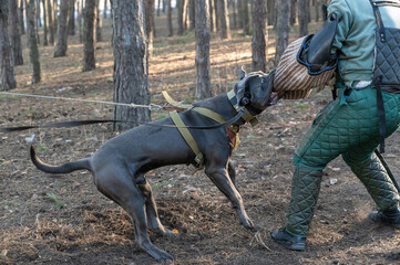 K9 training. A male Cane Corso dog is attacking the trainer. The pet bites a special sleeve. Male...