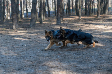 Two young dogs frolic in a pine forest. A male and a female German Shepherd play, chase, sniff, run and study each other. Without leashes. Animal socialization. Blurred motion.