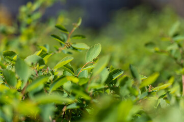 Spring shoots of the boxwood bush. Thin branches with new green leaves. Abstract Background. Defocus, blur, , selective focus.
