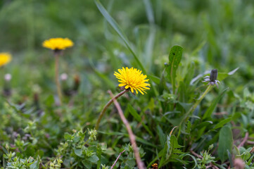 Blooming flowers among the green grass. Yellow dandelions.