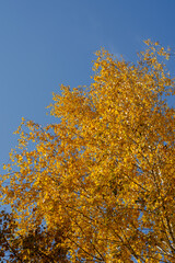 Fototapeta premium Autumn birch tree against the blue sky. Tree branches with yellow leaves. Daytime. No people. Selective focus.