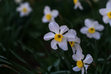 Blooming flowers in a flowerbed. Close-up of white daffodils.