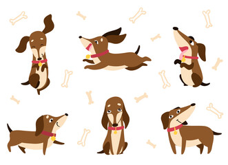 Set of dachshunds with collars and medallions in different poses, sitting, running, jumping. Drawn in cartoon style. Vector illustration for designs, prints, patterns. Isolated on white