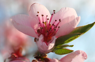 Beautiful pink peach flower, macro photo