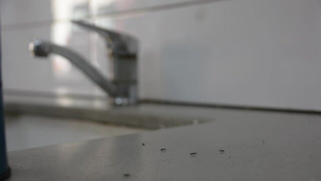 dirty kitchen work place with ants and sugar