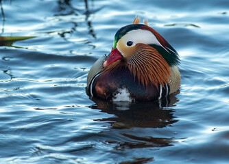 A beautiful and colorful mandarin duck paddle in the pod 