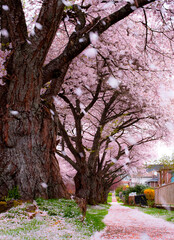 The snow of beautiful pink cherry blossom flower petals