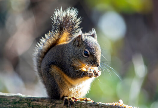 A cute lovely sqirrel enjoys its breakfast soaking up the morning sunlight