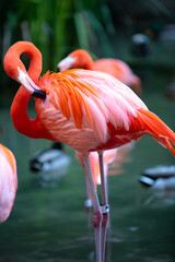 Beautiful pink flamingo. Flock of Pink flamingos in a pond. Flamingos or flamingoes are a type of wading bird in the genus Phoenicopterus.