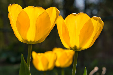 Yellow tulips in the field with wide angle lense from below, and above in Grandma's garden Selective focus.