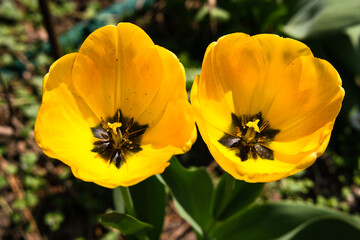 Obraz premium Yellow tulips in the field with wide angle lense from below, and above in Grandma's garden Selective focus.