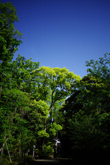 Fototapeta premium 青空と樹木