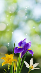 Image of beautiful flowers in the garden on blure background closeup