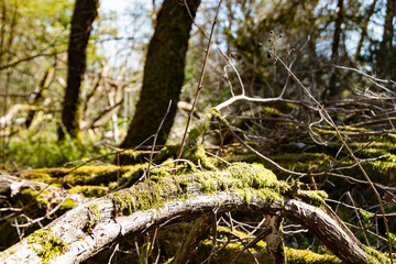 Over hundred years old original native wild nature in a forest Scandinavia