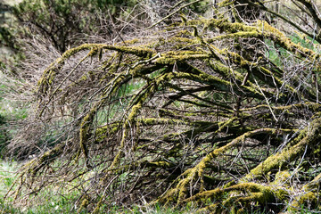 Over hundred years old original native wild nature in a forest Scandinavia