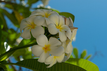 Obraz na płótnie Canvas White plumeria rubra blossom flowers. Frangipani flower.