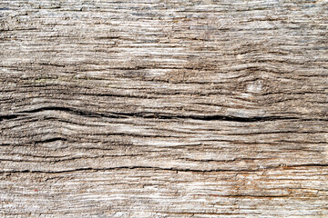 Beautiful wooden fracture old oak, natural texture close up