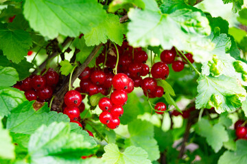 Photography on theme beautiful bush berry red currant