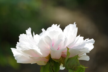 Early spring scenery of East Lake Peony Garden in Wuhan, Hubei