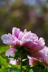Early spring scenery of East Lake Peony Garden in Wuhan, Hubei