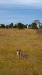 a spotted hyena in tall grass