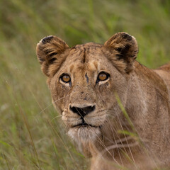 a lioness making eye contact