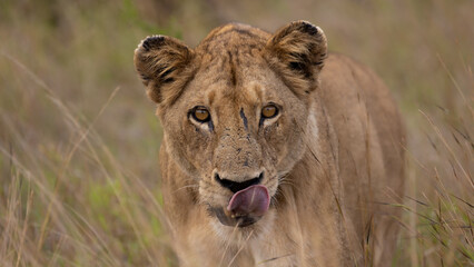 a lioness making eye contact - obrazy, fototapety, plakaty