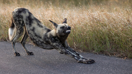 An African wild dog doing some stretches