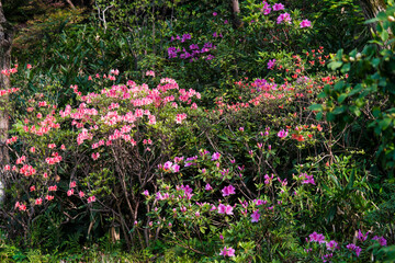 Fototapeta premium Spring scenery of Yellow Crane Tower Park in Wuhan, Hubei