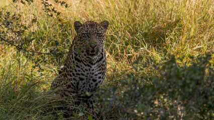 Fototapeta na wymiar big male leopard in the wild