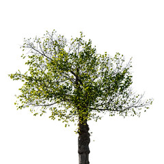 Small american elm tree with green leaves isolated on white