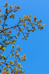 Pine tree branches with cones are under blue sky background