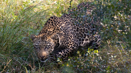 big male leopard in the wild