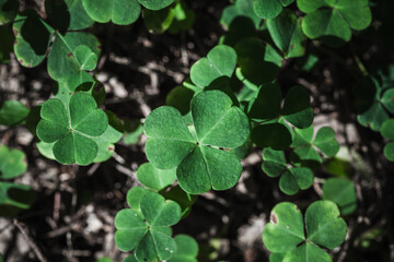 Fototapeta na wymiar Wild Oxalis growing in a forest, close up photo, top view