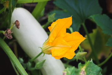 Yellow flower of  zucchini, close up photo