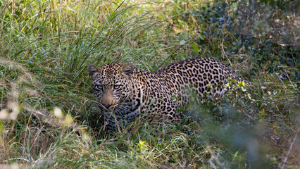 big male leopard in the wild