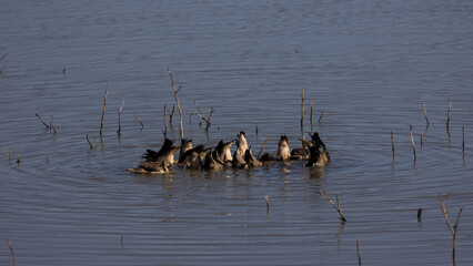 White-faced whistling ducks diving for food