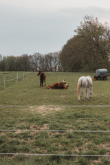 three horses on a field