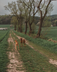 Two dogs playing on a path