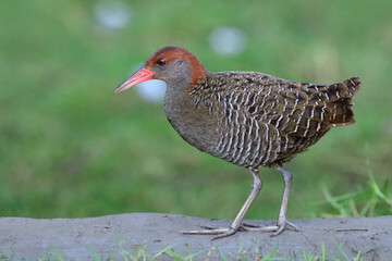 skittish grey bird with red head and pink beaks proudly standing on dirt spot among green grass in lowland Thailand, slaty-breasted rail