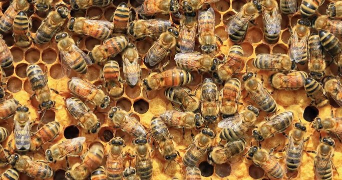 Close up of bees on hive honeycomb. Bees and honeycomb background. 4K real time footage.