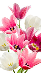 Obraz na płótnie Canvas beautiful flowers in the garden on blure background closeup