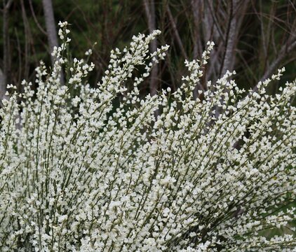 Full frame image of white gorse bush with copy space