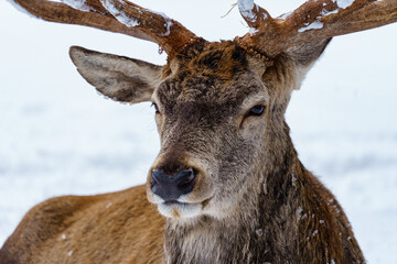 Hirsch liegt im Schnee