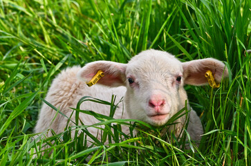 Obraz premium Closeup portrait of a very cute, flurry wooly white lamb in the green grass